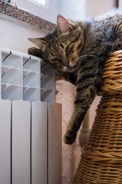 Cat sitting near heating radiator