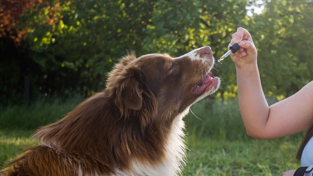 Giving CBD hemp oil to dog