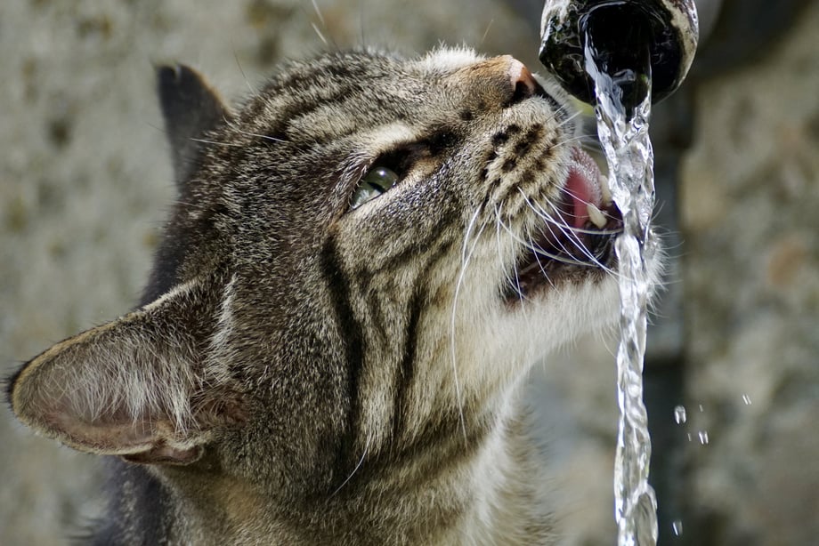 Gray Cat Drinking Water